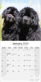 Newfoundland Calendar 2024 by Avonside