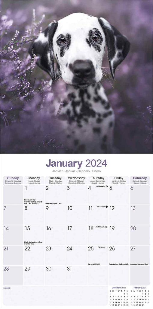 Dalmatian Pups Calendar 2024 by Avonside