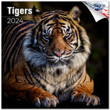 Tigers Wall Calendar 2024