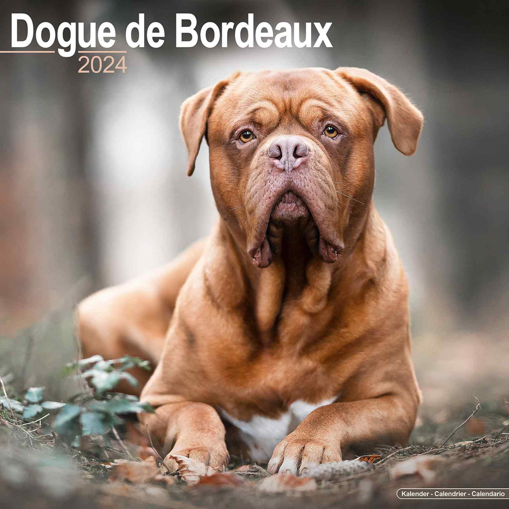 Dogue De Bordeaux Calendar 2024 by Avonside