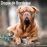 Dogue De Bordeaux Calendar 2024 by Avonside