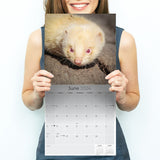 Ferrets Wall Calendar 2024