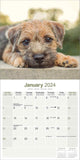 Border Terrier Calendar 2024 by Avonside