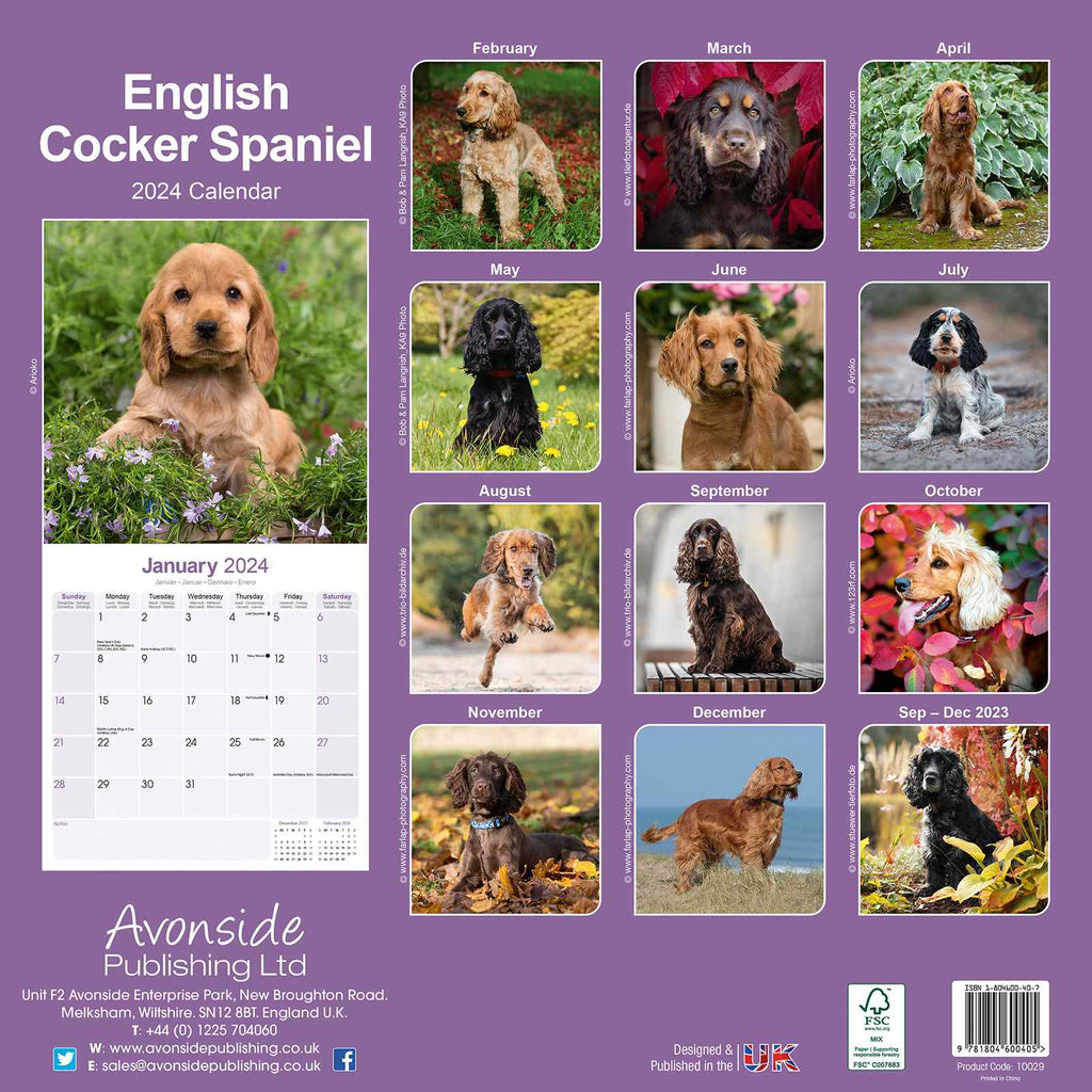 English Cocker Spaniel Calendar 2024 by Avonside