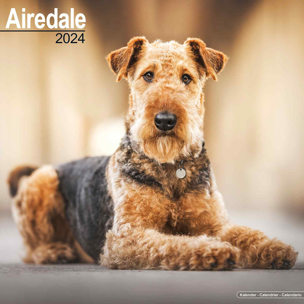 Airedale Calendar 2024 by Avonside
