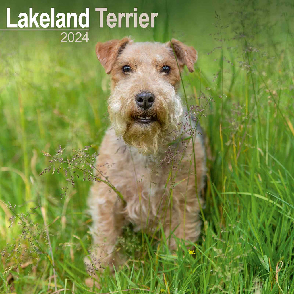 Lakeland Terrier Calendar by Avonside