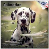 Dalmatian Wall Calendar 2024