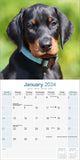 Doberman Calendar 2024 by Avonside