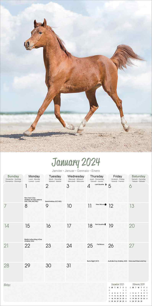 Arabian Horses Calendar 2024 by Avonside