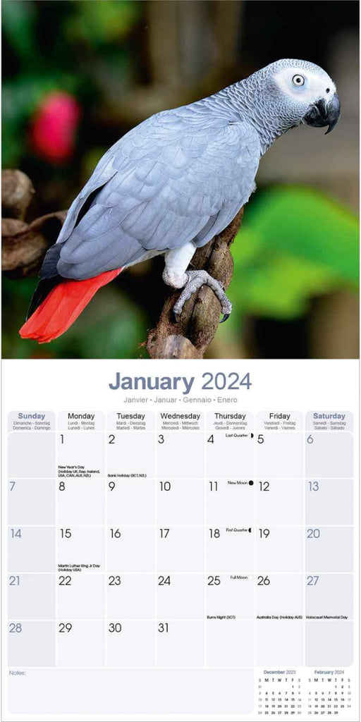 African Greys Wall Calendar 2024