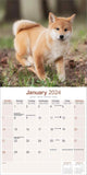 Shiba Inu Calendar 2024 by Avonside