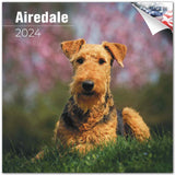 Airedale Wall Calendar 2024