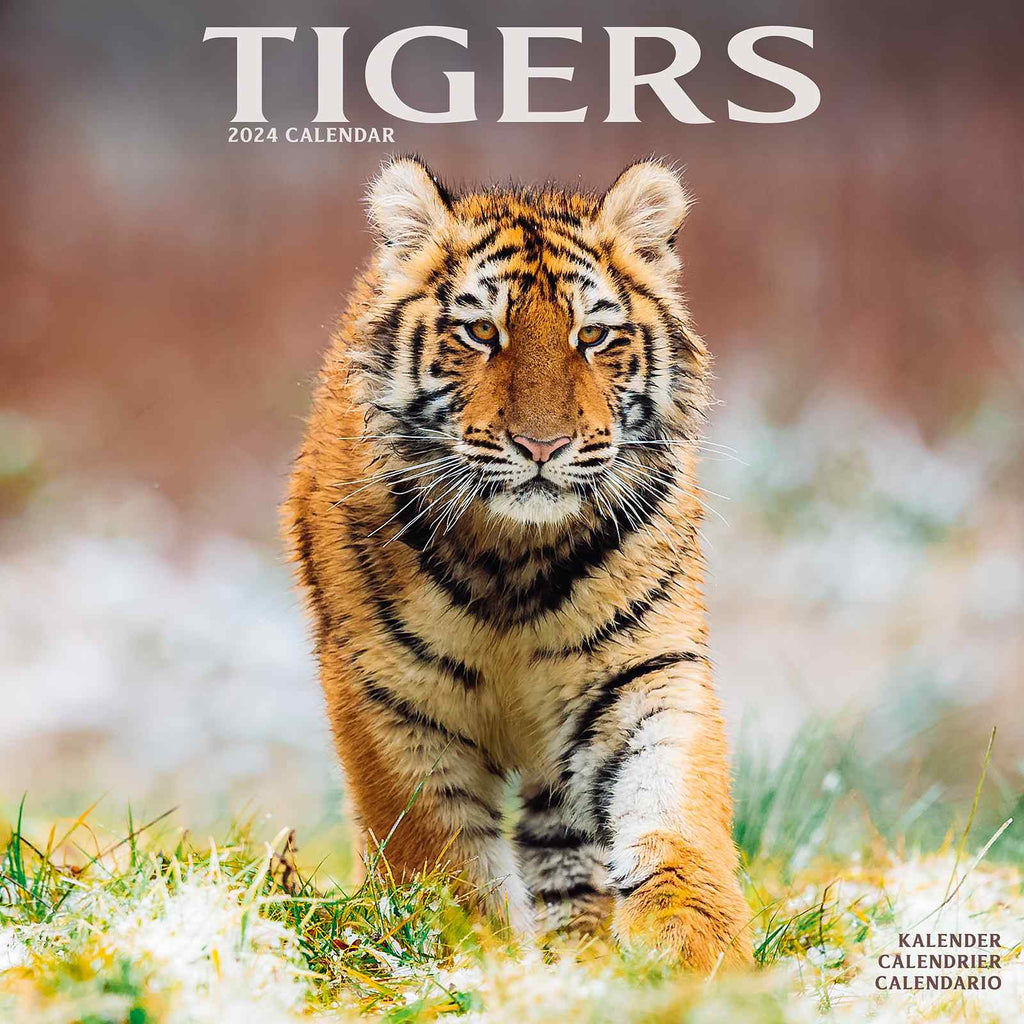 Tigers Calendar 2024 by Avonside