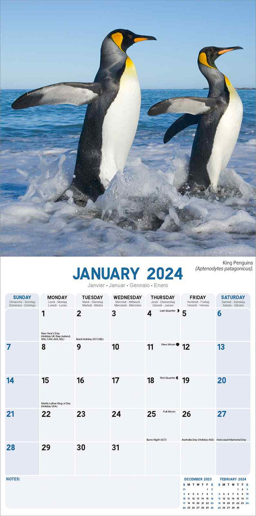 Penguins Wall Calendar 2024 by Avonside