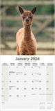 Alpacas Wall Calendar 2024