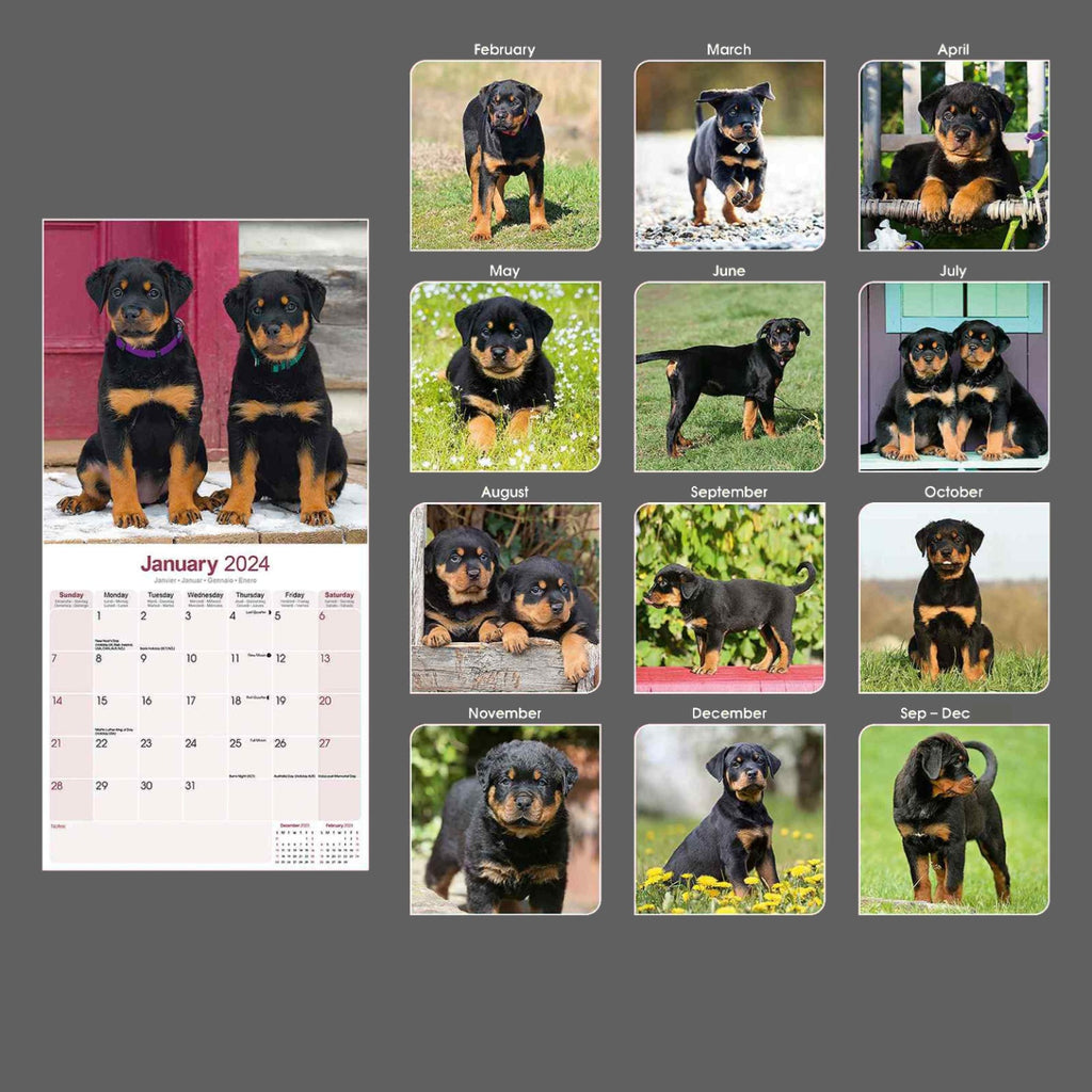 Rottweiler Puppies Wall Calendar 2024