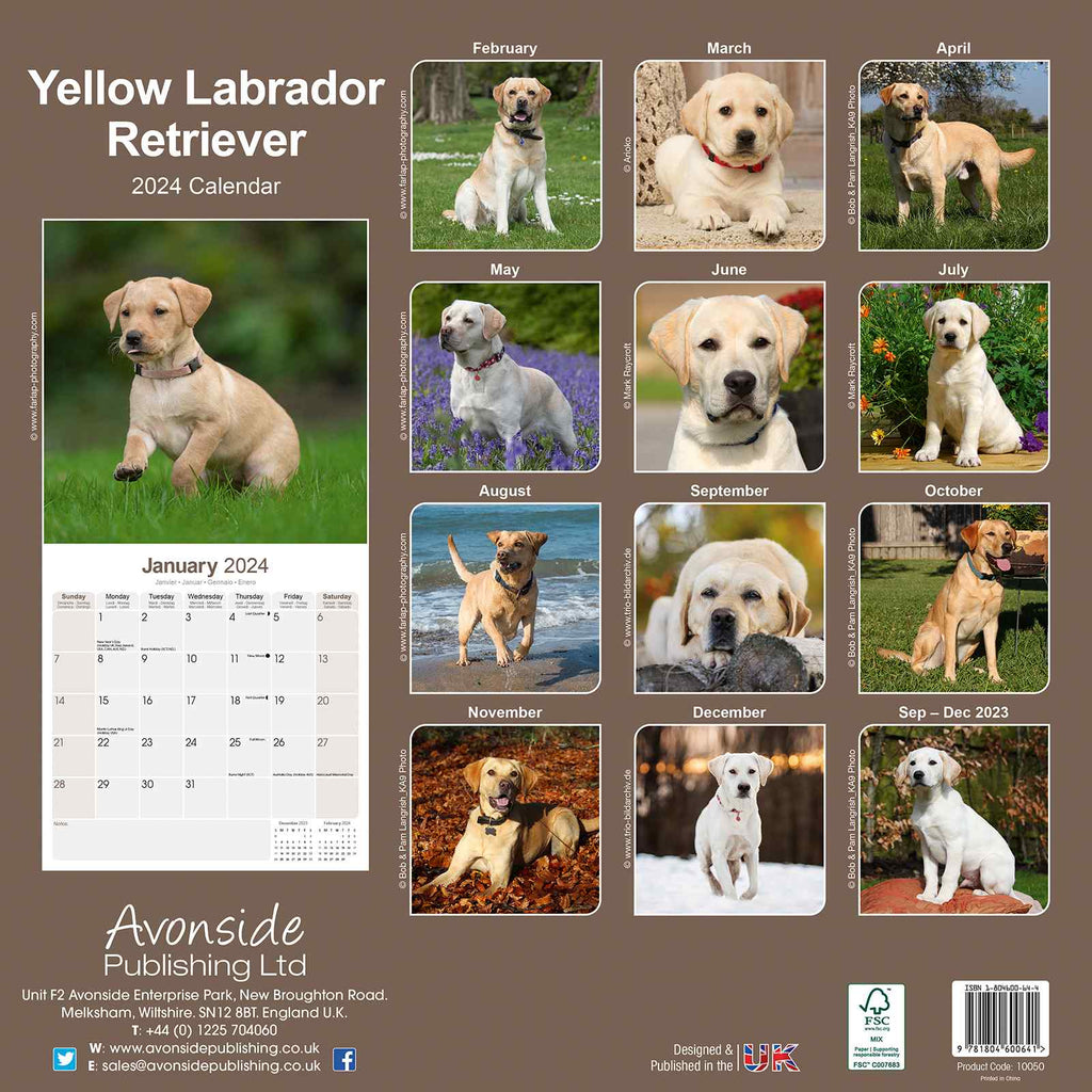 Yellow Labrador Puppies Calendar 2024 by Avonside