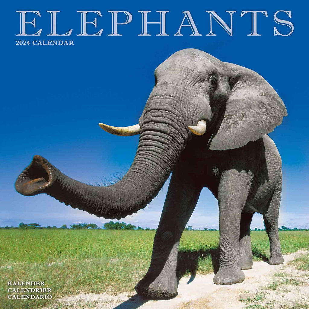 Elephants Calendar 2024 by Avonside