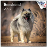 Keeshond Wall Calendar 2024