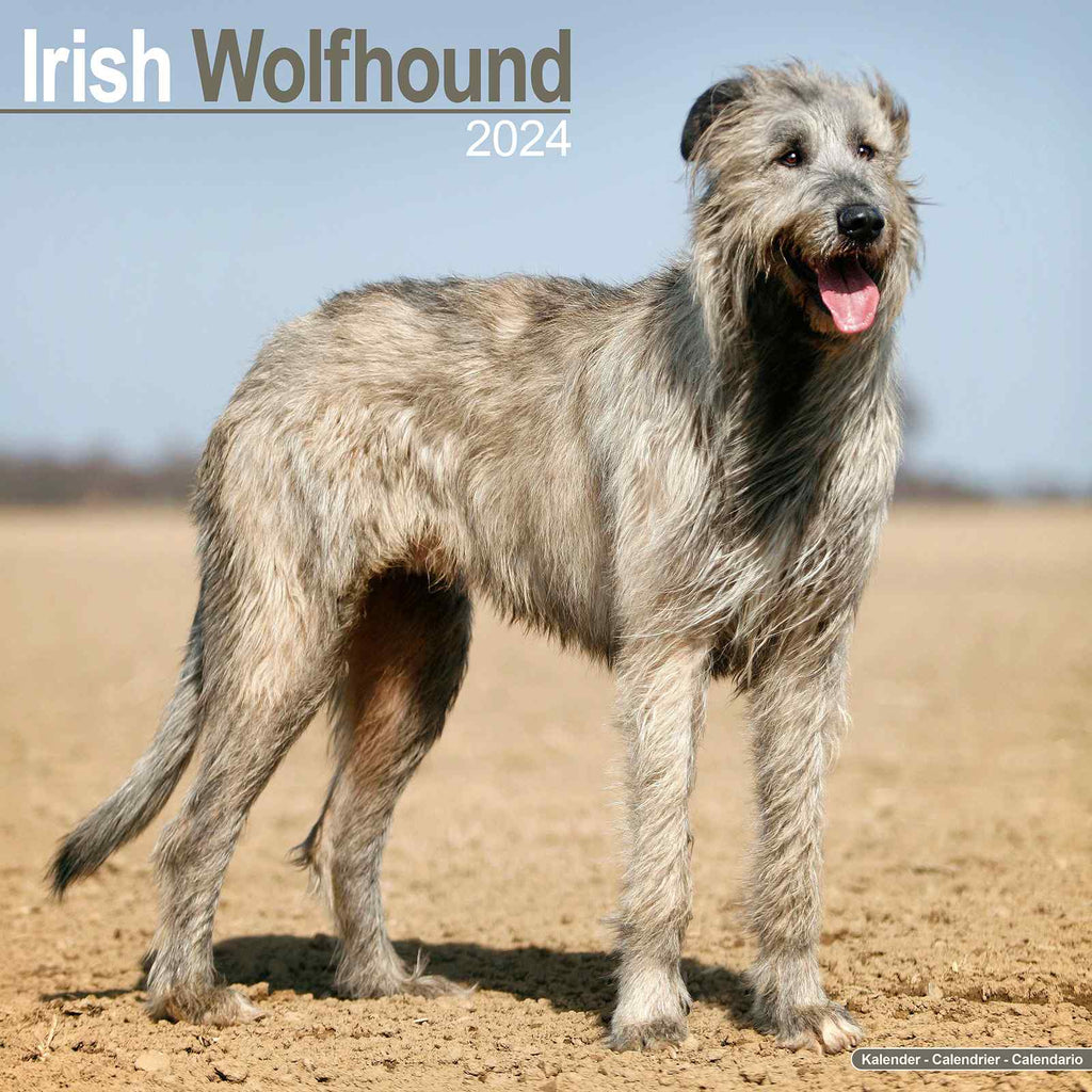 Irish Wolfhound Calendar 2024 by Avonside