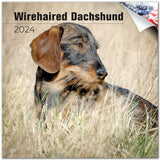 Dachshund (Wirehaired) Wall Calendar 2024