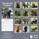 Bouvier Des Flandres Wall Calendar 2024 by Avonside