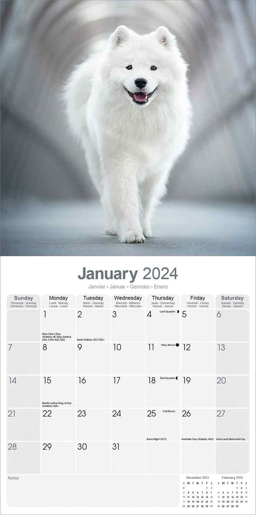 Samoyed Calendar 2024 by Avonside