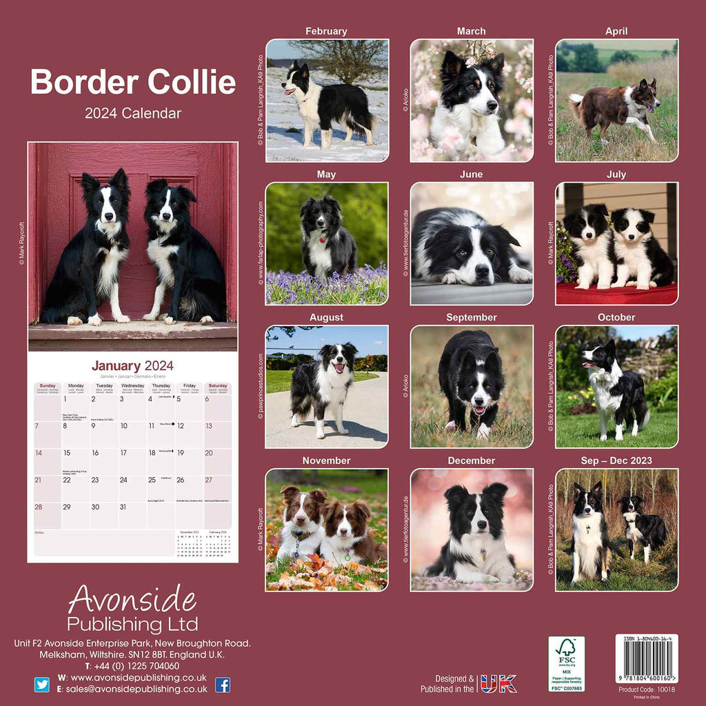 Border Collie Calendar 2024 by Avonside