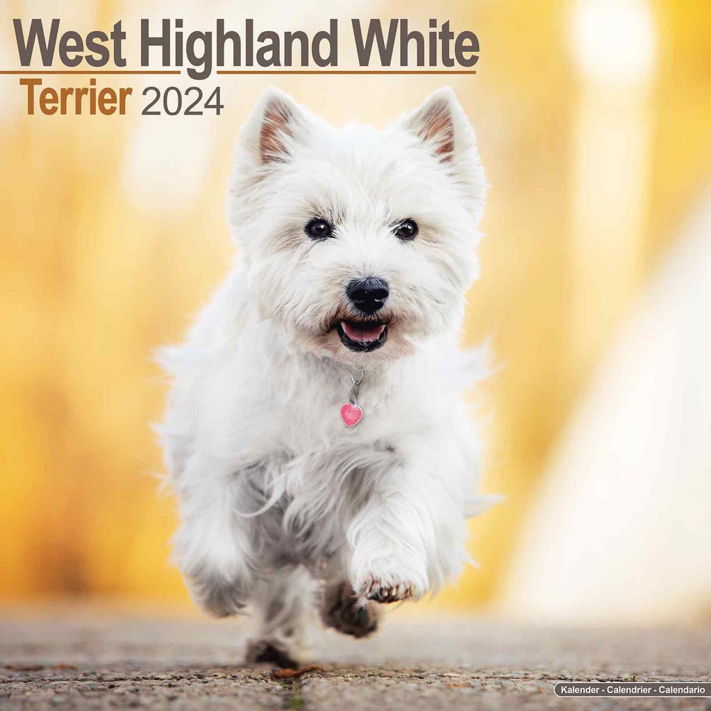West Highland Terrier Calendar 2024 by Avonside
