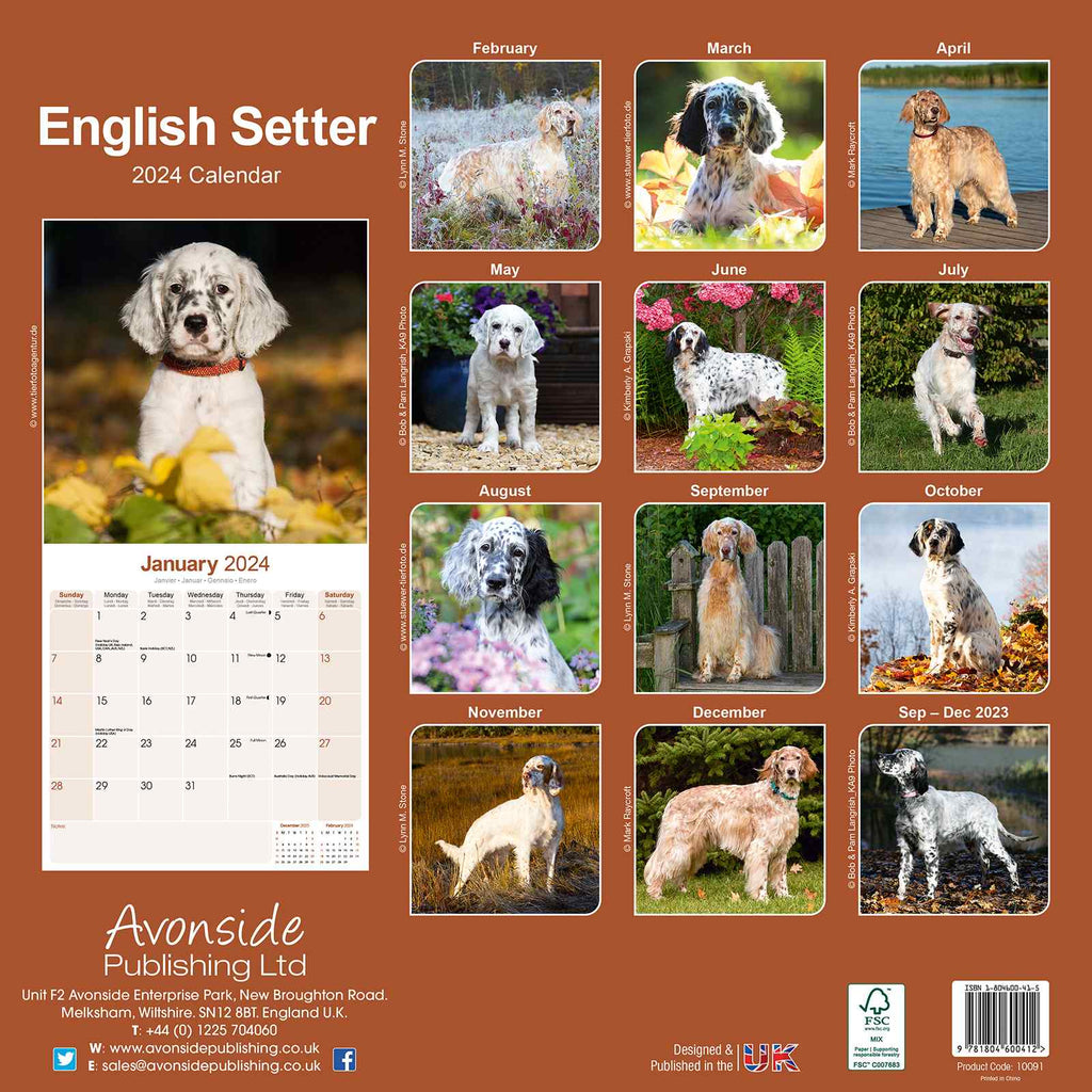 English Setter Calendar 2024 by Avonside