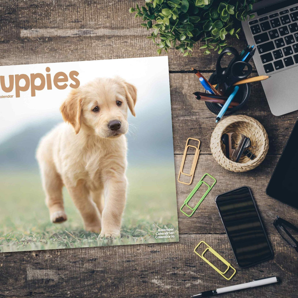 Puppies Calendar 2024 by Avonside