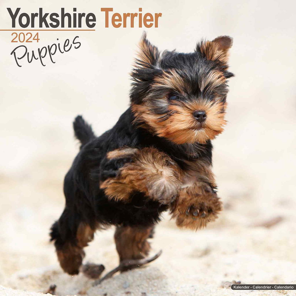 Yorkshire Terrier Puppies Calendar 2024 by Avonside