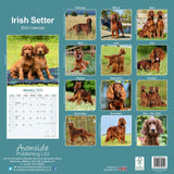 Irish Setter Calendar 2024 by Avonside