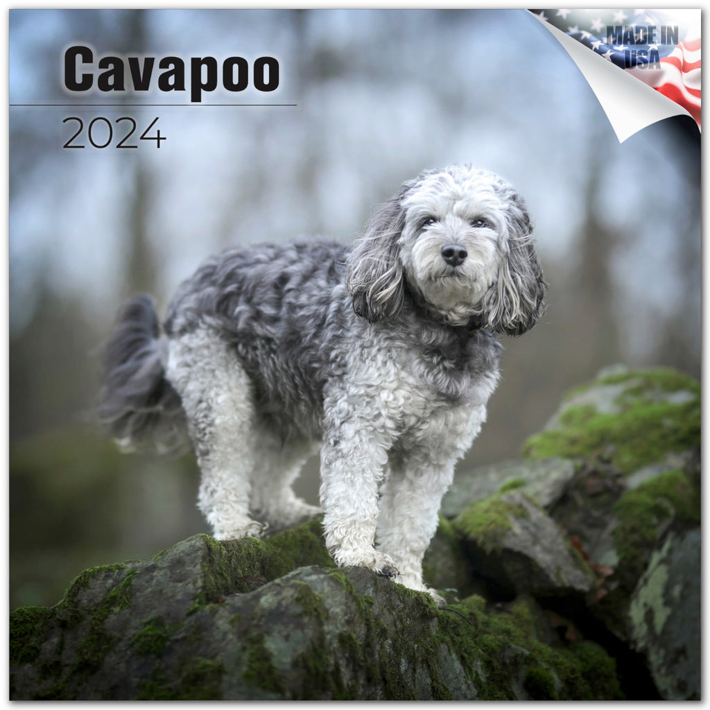 Cavapoo Calendar 2024
