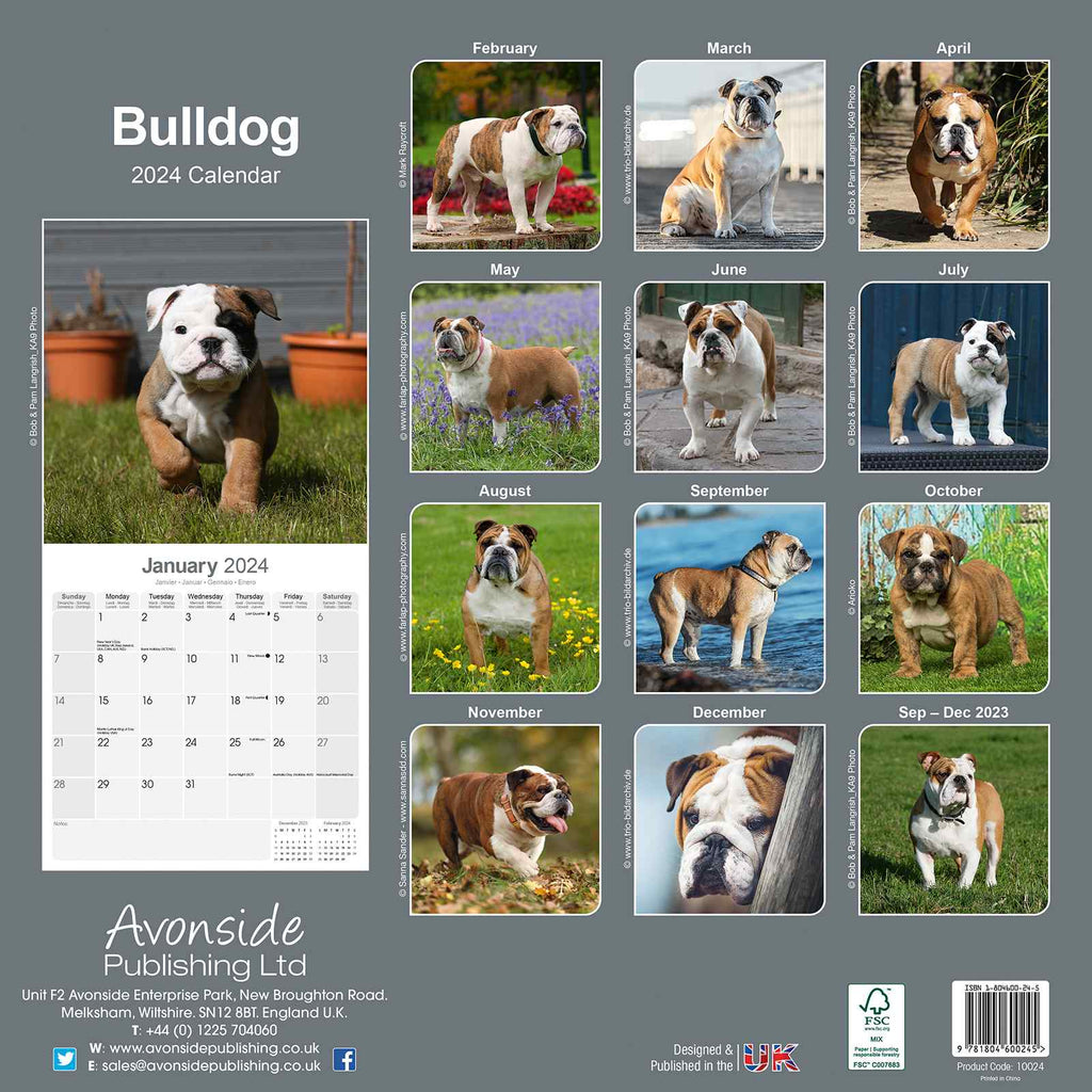 Bulldog Calendar 2024 by Avonside