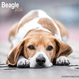 Beagle Calendar 2024 by Avonside