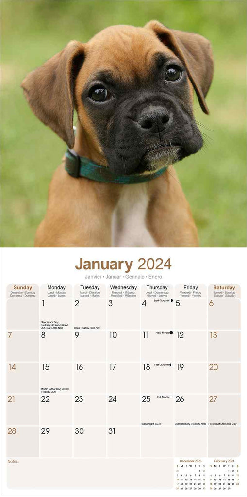 Boxer Calendar 2024 by Avonside