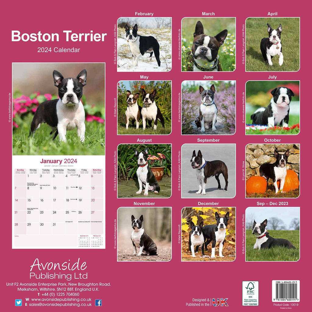 Boston Terrier Calendar 2024 by Avonside