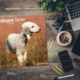 Bedlington Terrier Wall Calendar 2024