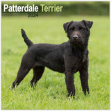 Patterdale Terrier Wall Calendar 2024