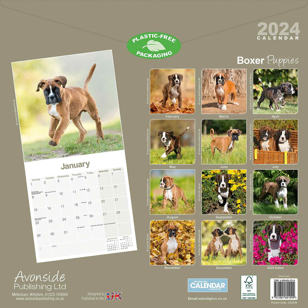 Boxer Pups Wall Calendar 2024
