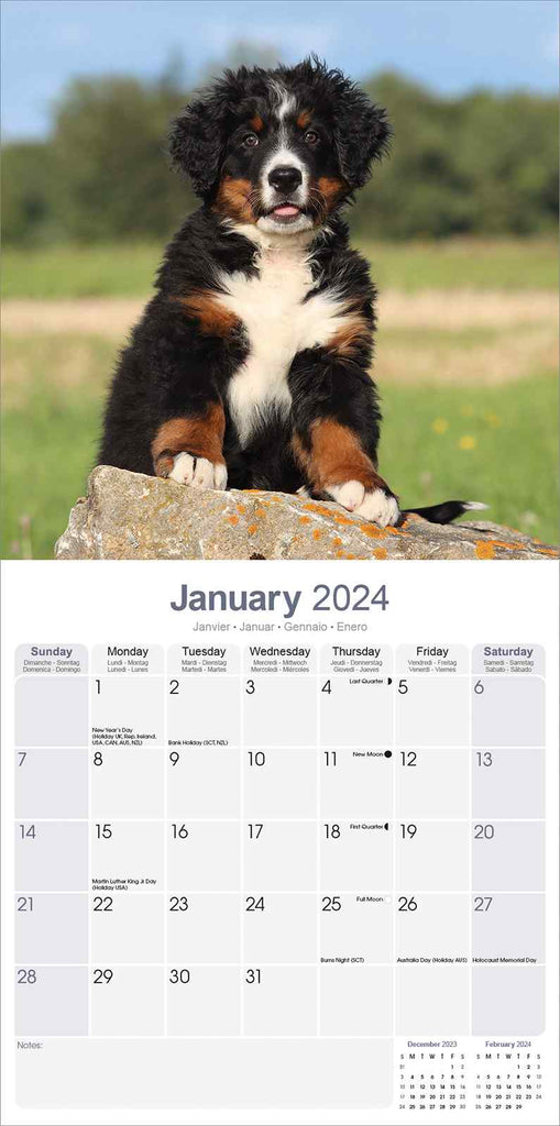 Bernese Mountain Dog Calendar 2024 by Avonside