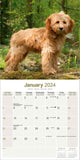 Labradoodle Calendar 2024 by Avonside