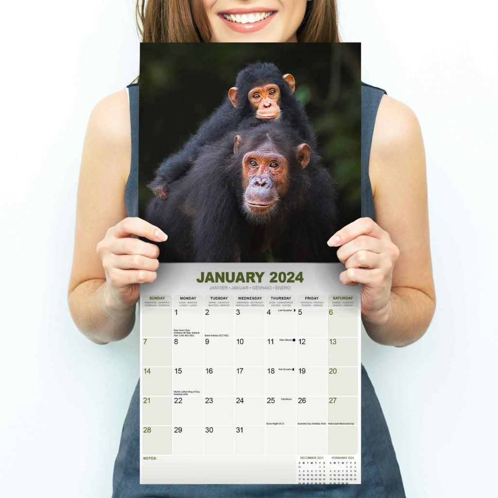 Apes Wall Calendar 2024