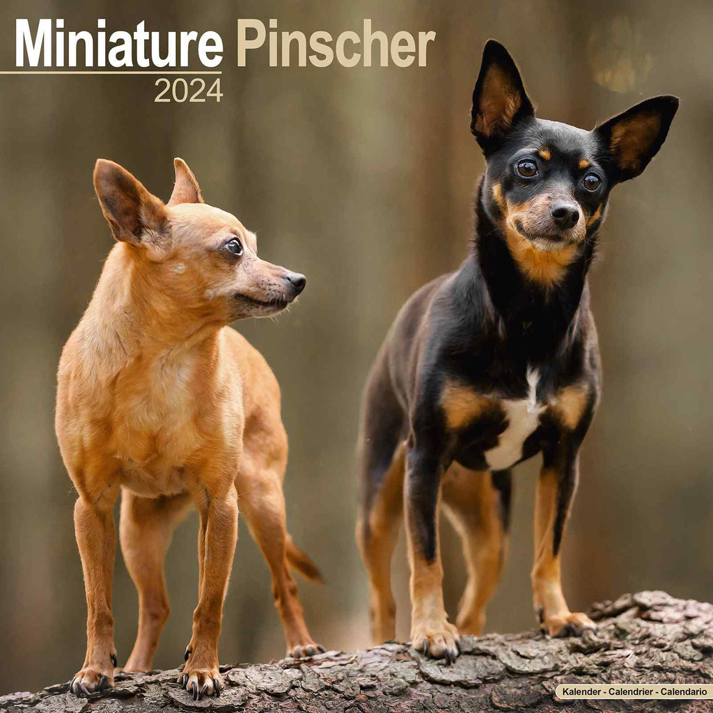 Miniature Pinscher Calendar 2024 by Avonside