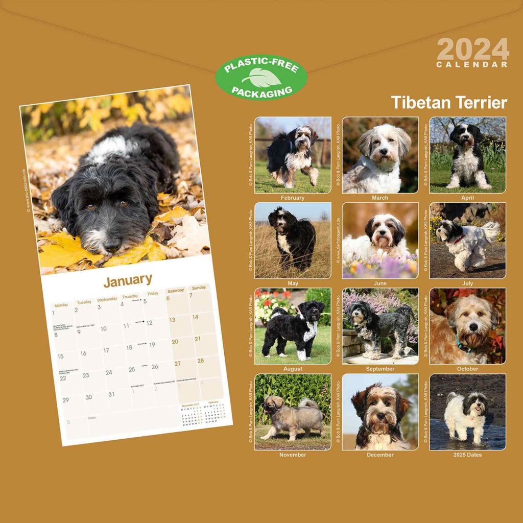 Tibetan Terrier Wall Calendar 2024