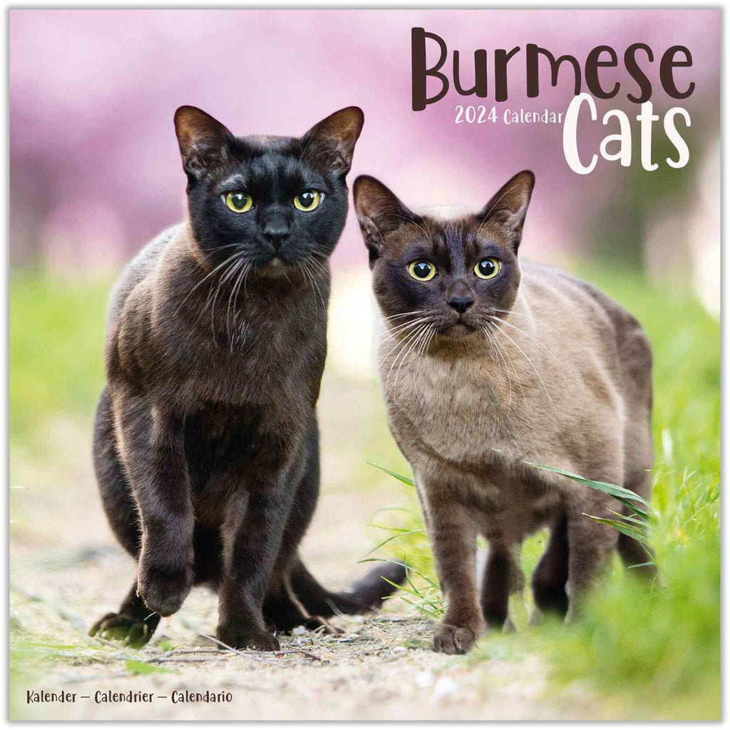 Cats - Burmese Wall Calendar 2024