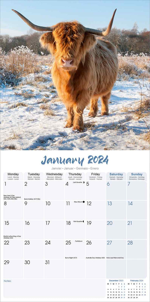 Highland Cows Calendar 2024 by Avonside