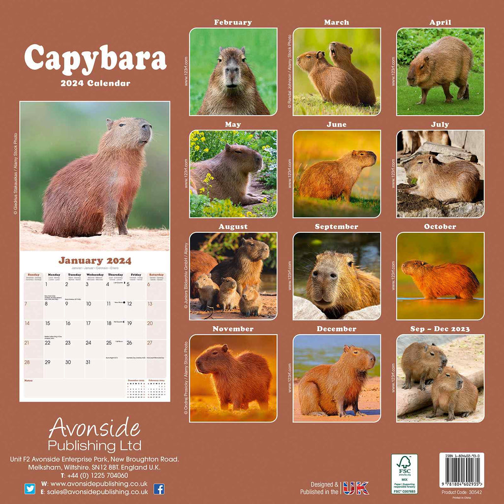 Capybara Calendar 2024 by Avonside
