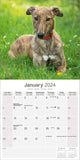 Greyhound Calendar 2024 by Avonside